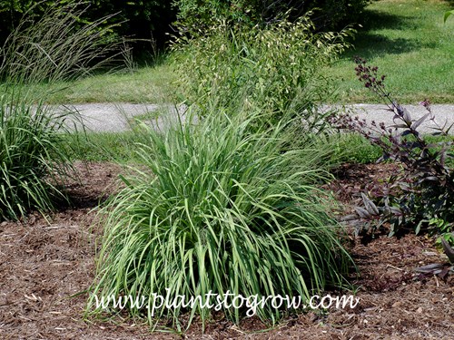 Mountain Friend Purple Moor Grass (Molinia)
(July 5)